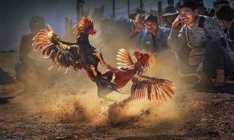 image 24 1 Sức hấp dẫn của trận đá gà 24 tỷ