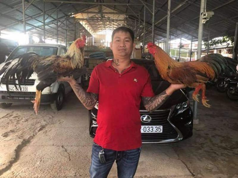 image 25 1 Sự nổi tiếng của trận đá gà 24 tỷ tại Nhatvip