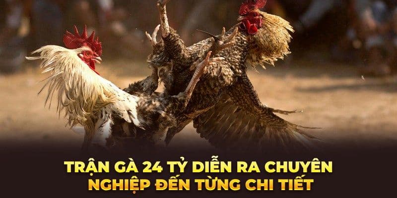 image 26 1 Những thông tin về trận đá gà 24 tỷ